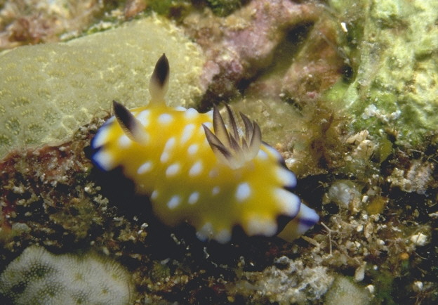 Chromodoris vibrata